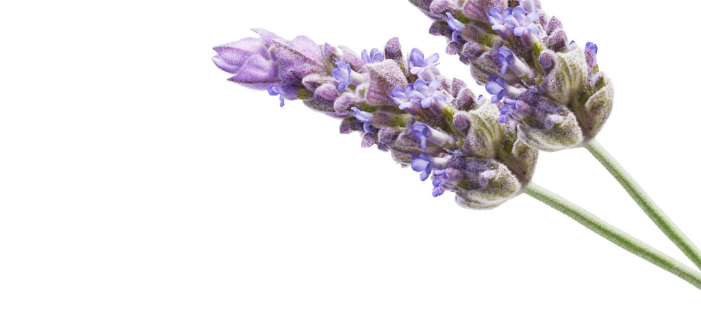 Press Release: DRY Sparkling Recieves Non-GMO Project Verification